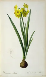 Narcissus Lazetta, uit 